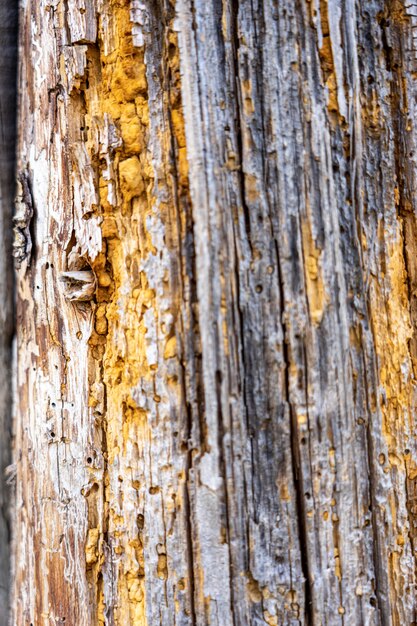 Foto textura de fondo de madera vieja grunge