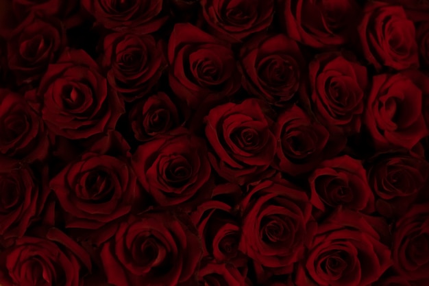 Textura de fondo de muchas rosas de color rojo oscuro. Fondo floral.