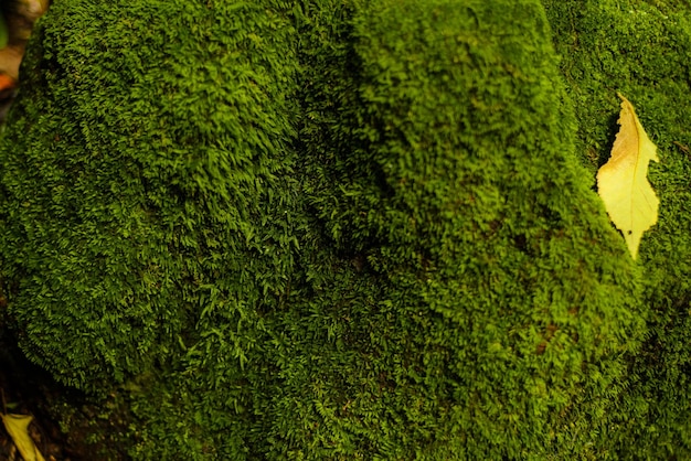 Textura de fondo de musgo verde