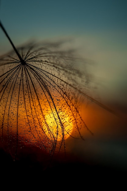 Foto textura de fondo natural del sol poniente y pelusa macro como salvapantallas