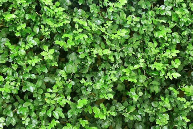 Foto textura de fondo de pared de árbol verde de valla natural para obras de arte de diseño