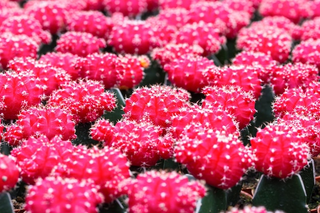 Textura y fondo de patrón de cactus rojo