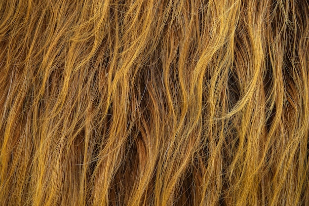 Foto textura de fondo del pelo rojo salvaje de una vaca de las tierras altas escocesas