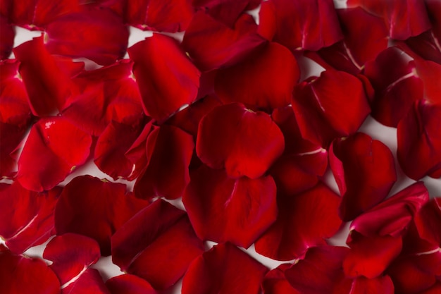 textura de fondo de pétalos de rosas rojas