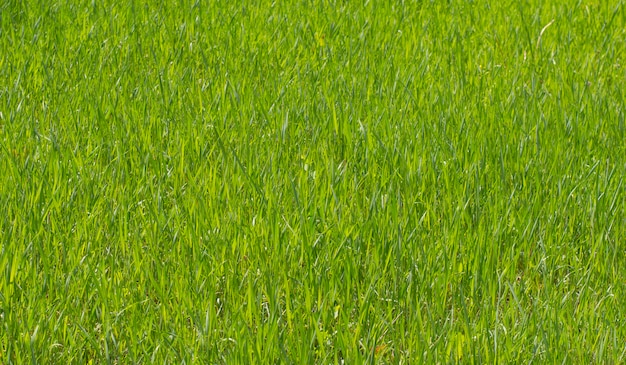 textura fondo planta verde