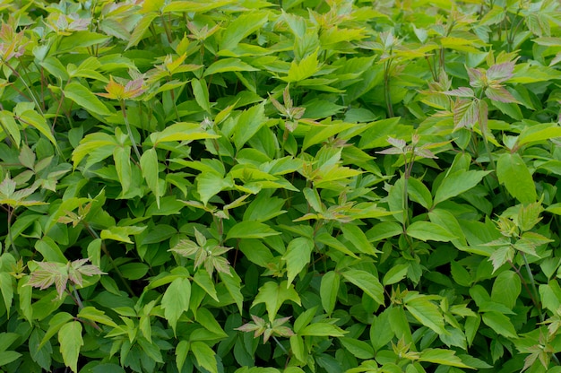 textura fondo planta verde
