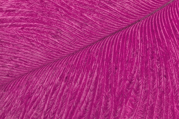 Textura de fondo de pluma púrpura de pájaro tropical macro Estructura de plumaje esponjoso Fondo lila natural abstracto