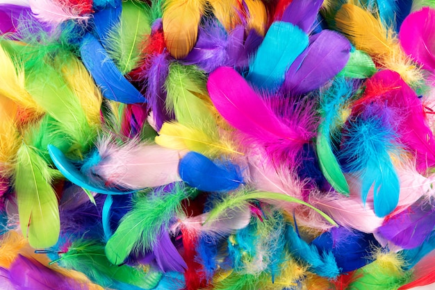 Foto textura de fondo de plumas de colores brillantes