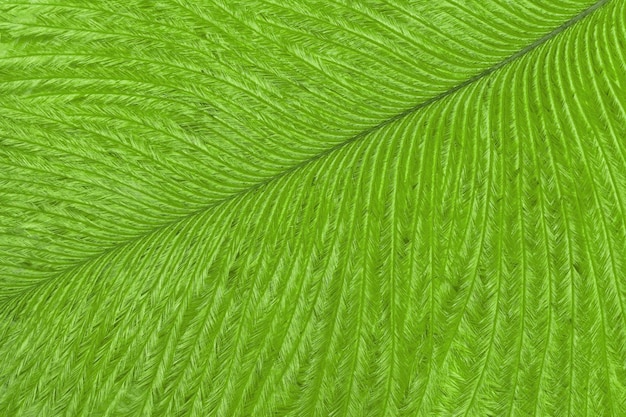 Textura de fondo de plumas de pájaro tropical verde brillante macro estructura de plumaje esponjoso verde oliva