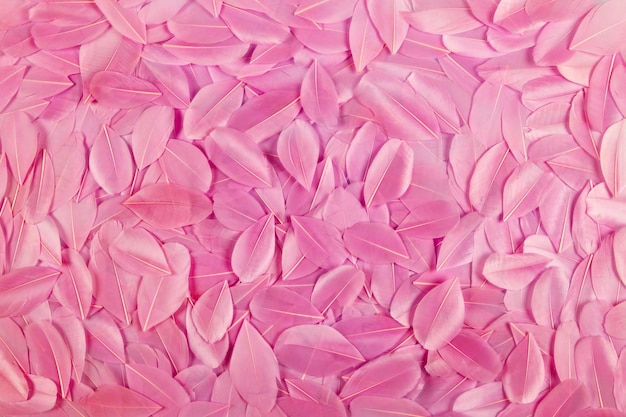 Foto textura de fondo de unas plumas rosadas suaves y bonitas dispuestas en una capa en una vista de cuadro completo