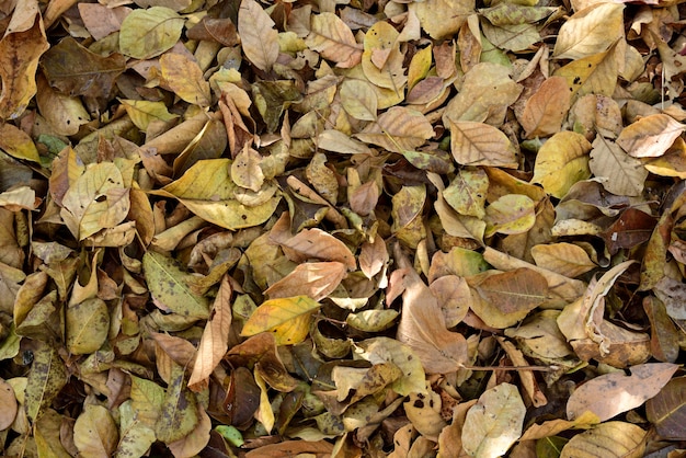 Textura y fondo secos de la hoja de la frente