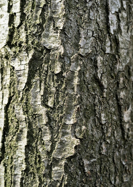 Textura de fondo de la vista superior de corteza de árbol