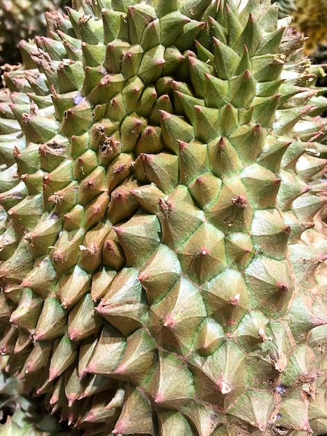 Textura de fruta Durian