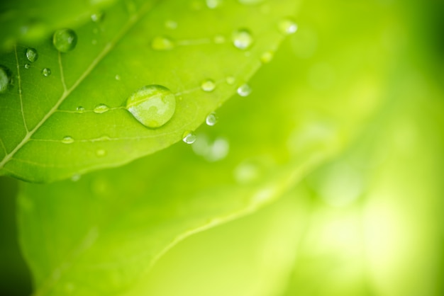 Textura y gotita verdes de la hoja del primer, uso en fondo o papel pintado. Concepto de naturaleza