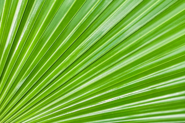 textura gran hoja de una palmera tropical