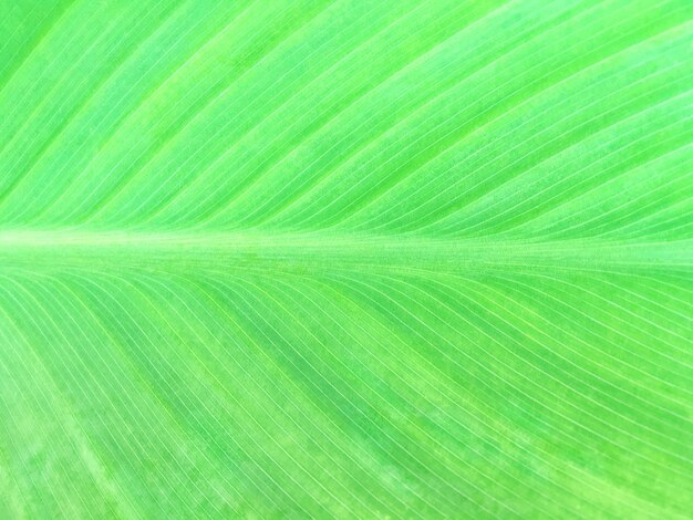 Textura de una gran hoja verde tropical con manchas amarillas.