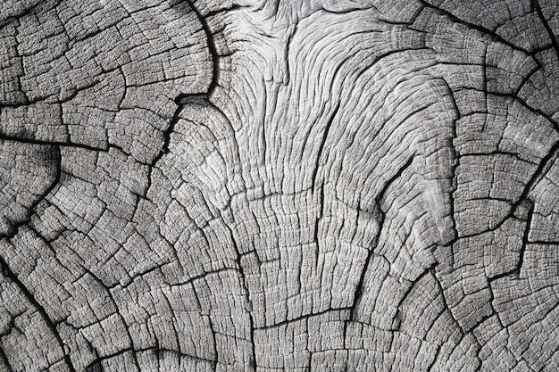 Textura de grietas de madera natural en primer plano