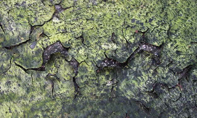 Textura de grietas de musgo seco