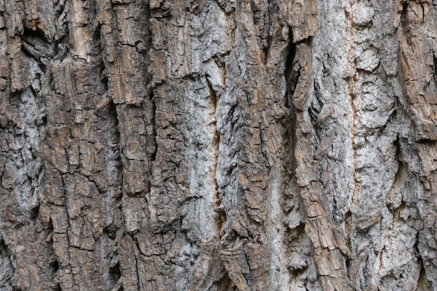 La textura gris de la corteza de un árbol en el bosque Fondo de madera