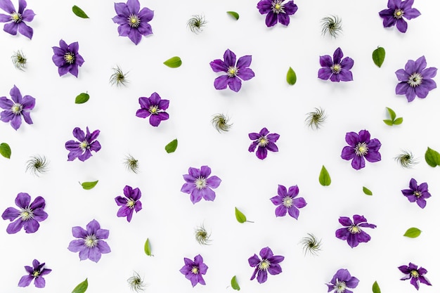 Textura hecha de flores de color púrpura, hojas verdes y ramas sobre un fondo blanco, el apartamento estaba encima