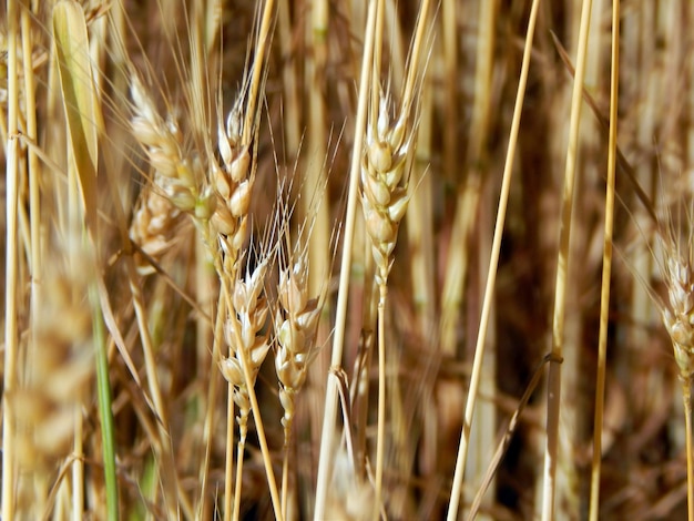 Textura del heno del campo de trigo