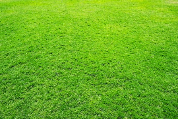 Foto textura de hierba de un campo