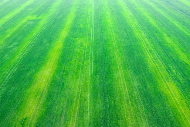 Textura de hierba de un campo