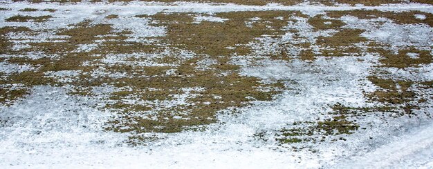 Textura de hierba que crece a través de la primavera de nieve