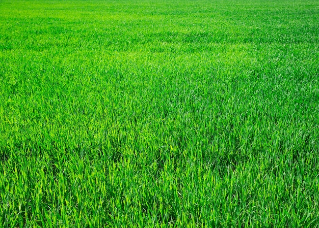 Textura de hierba verde de un campo detalles