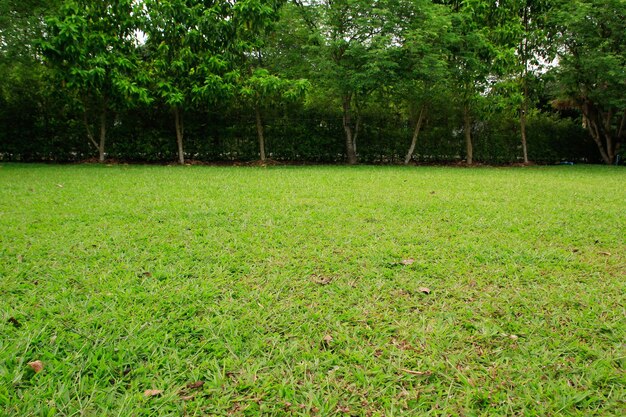 Foto textura de hierba verde y campo de hierba