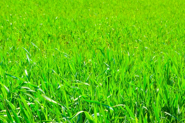 Textura de hierba verde de un campo