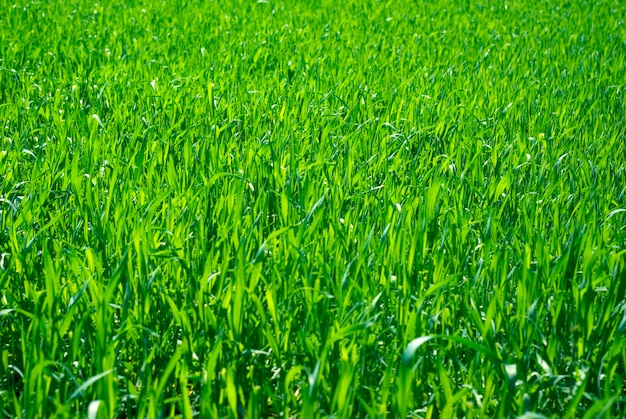 Textura de hierba verde de un campo