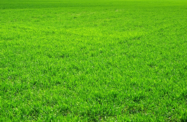 Textura de hierba verde de un campo