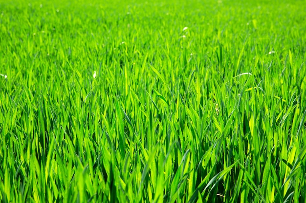 Textura de hierba verde de un campo