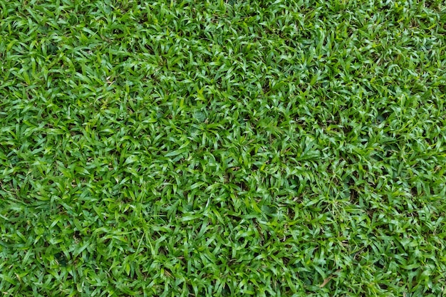 Textura de la hierba verde para el fondo. Fondo verde del modelo y de la textura del césped.