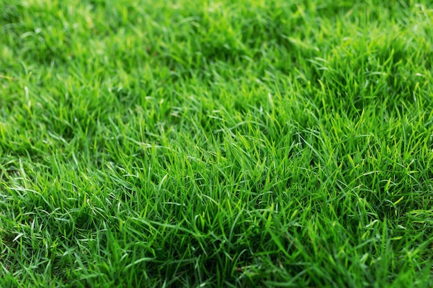 La textura de la hierba verde para el fondo