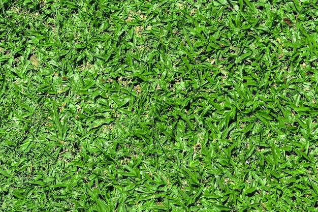 textura de hierba verde para el fondo