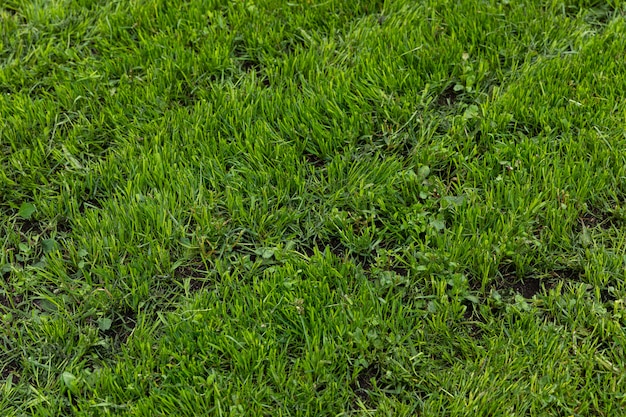 Textura de hierba verde natural brillante en el campo de verano, vista diagonal