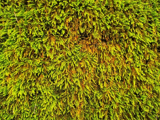 Textura de hierba verde pequeña