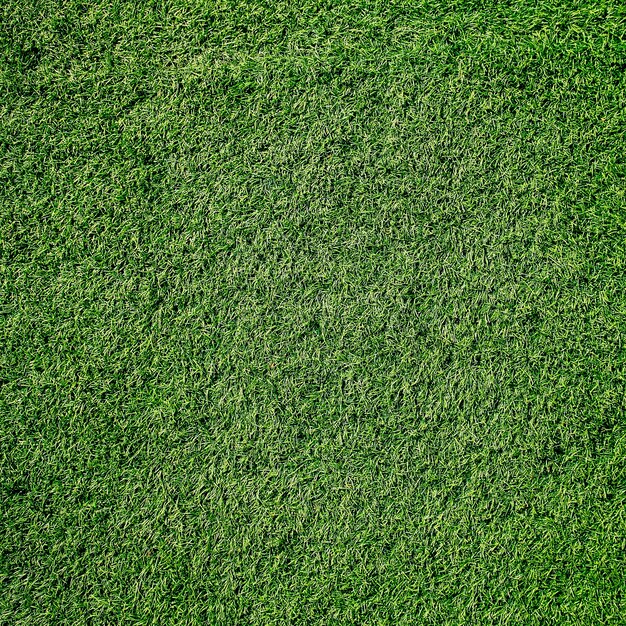 La textura de la hierba verde se puede utilizar como fondo