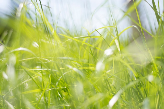 Foto textura de la hierba verde