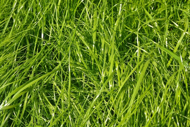 La textura de la hierba