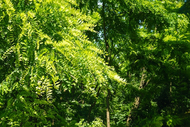 Textura de hoja de acacia sobre fondo de cielo azul