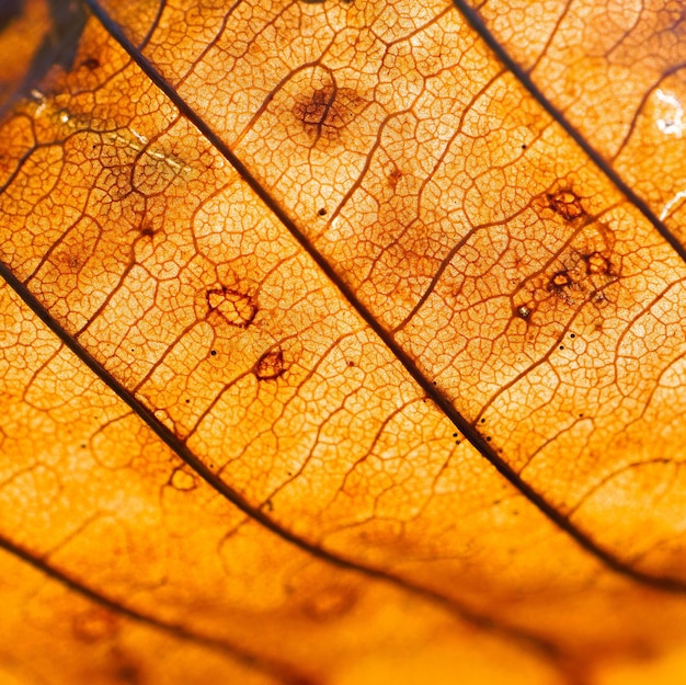 textura de la hoja del árbol abstracto marrón