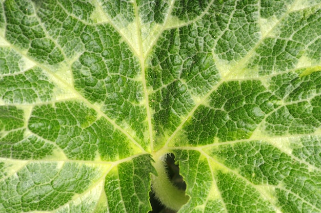 textura de hoja de un arbusto de calabaza