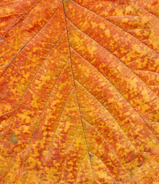 Textura de la hoja de colores