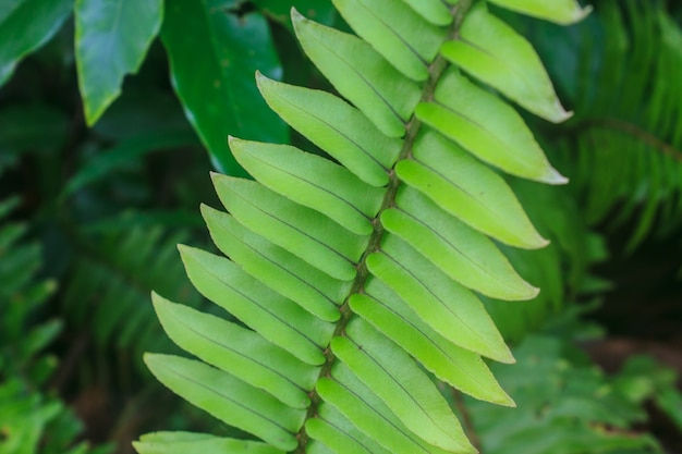 Textura de hoja de helecho