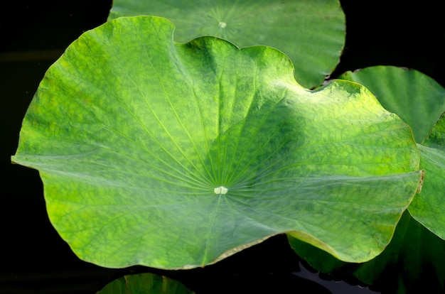 textura de la hoja de lirio de agua para el fondo