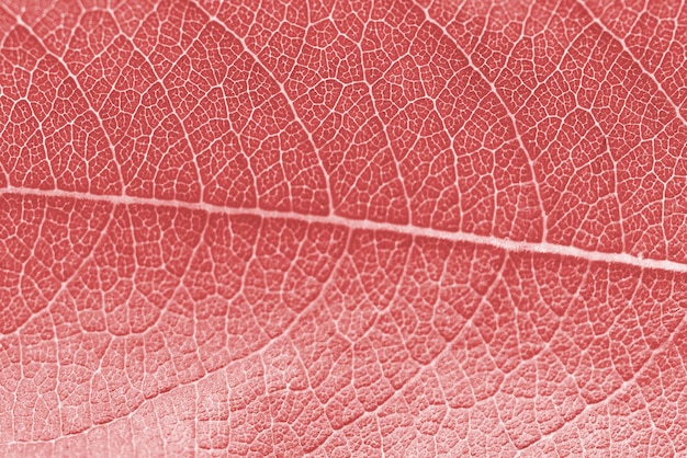 Textura de hoja macro rosa roja coloreada con una hermosa factura de relieve de la planta cerca de la foto macro