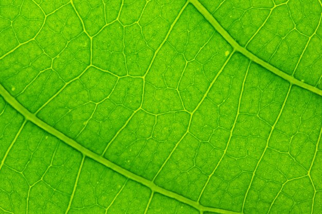 Textura de la hoja, macro